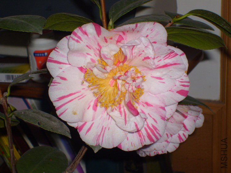 S7000741.JPG