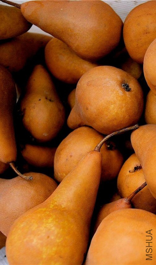 BoscPears.jpg