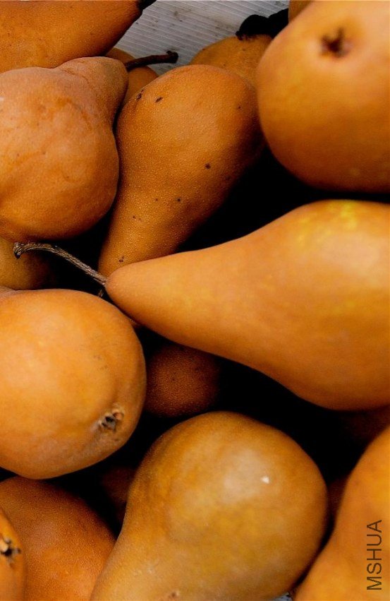 Copy of BoscPears.jpg