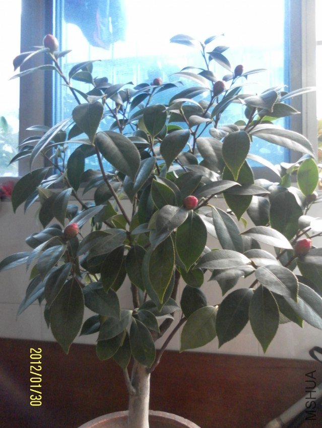 ��ת SAM_0990.JPG