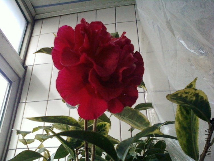 ��Ƭ-0024���.jpg