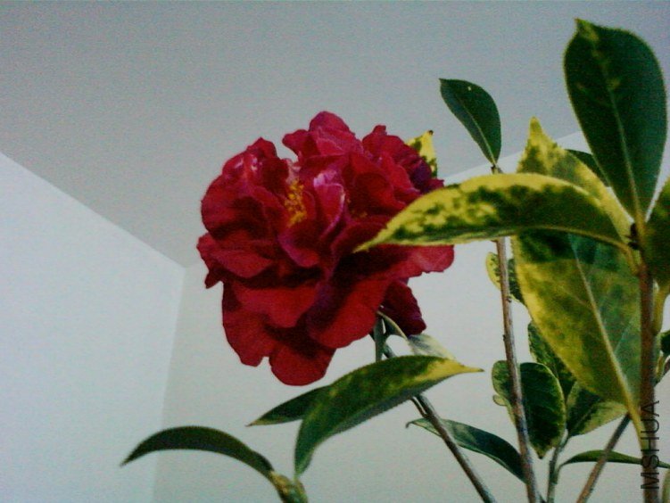 ��Ƭ-0035���.jpg