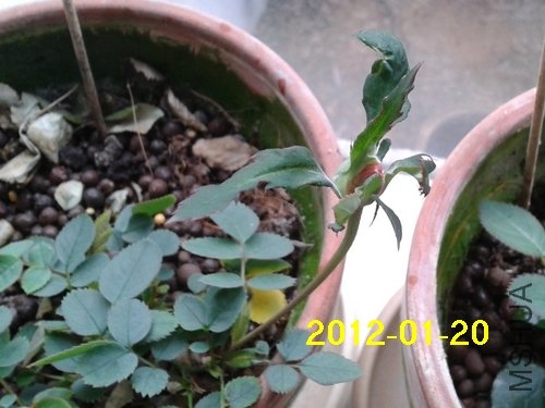 2012-01-20 08.35.21.jpg