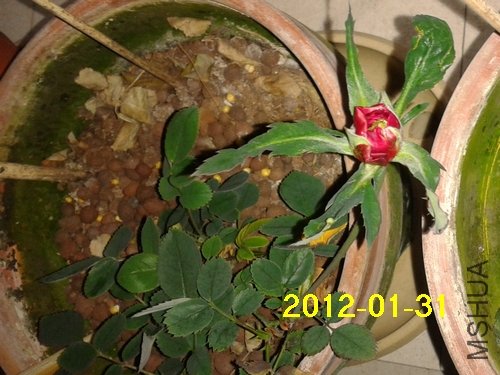 2012-01-31 17.40.24.jpg