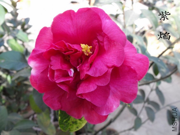 DSCF0336.jpg