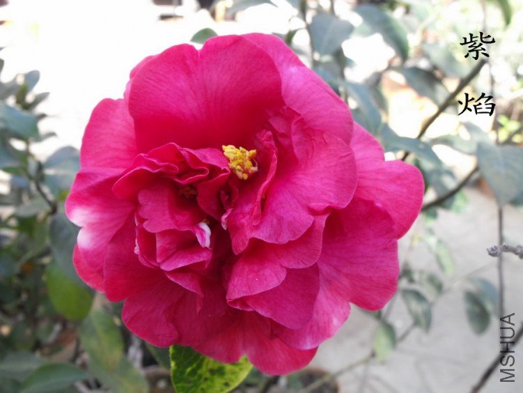 DSCF0337.jpg