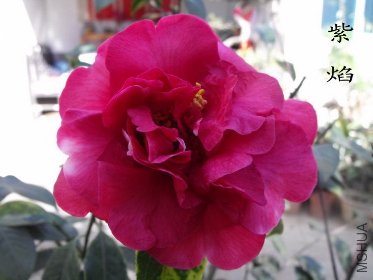 DSCF0338.jpg