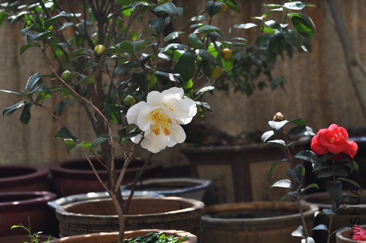 DSC_1670.JPG