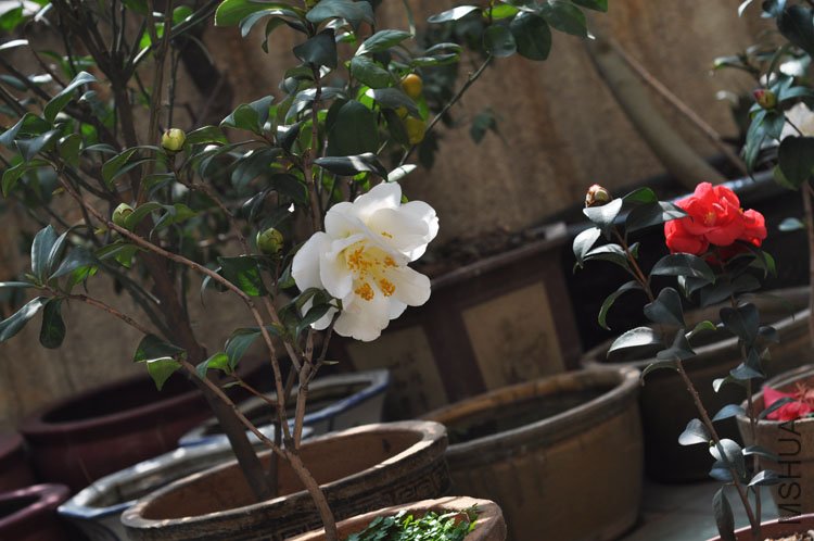 DSC_1671.JPG
