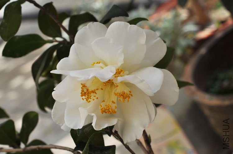 DSC_1658.JPG
