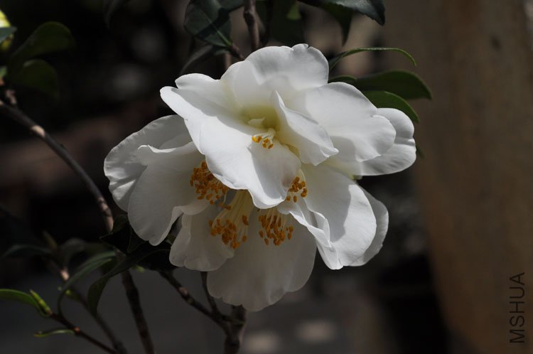 DSC_1660.JPG