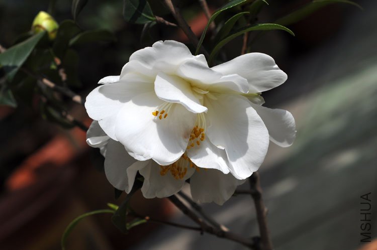 DSC_1661.JPG