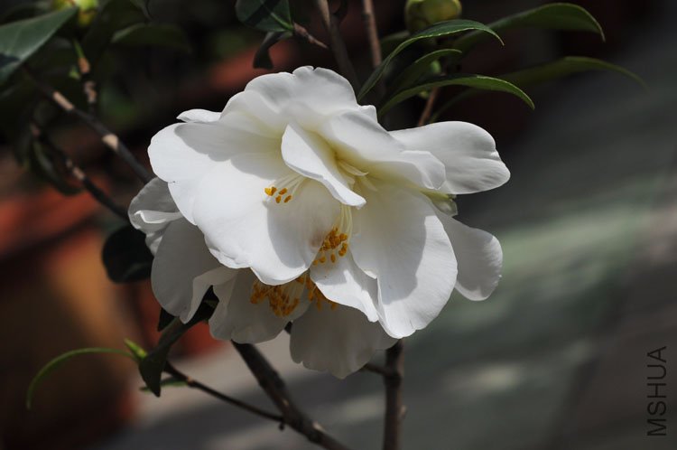 DSC_1663.JPG