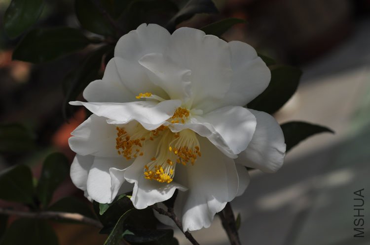 DSC_1664.JPG