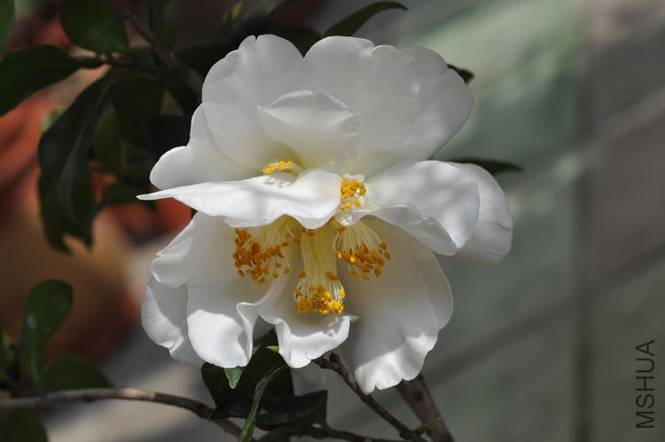DSC_1665.JPG