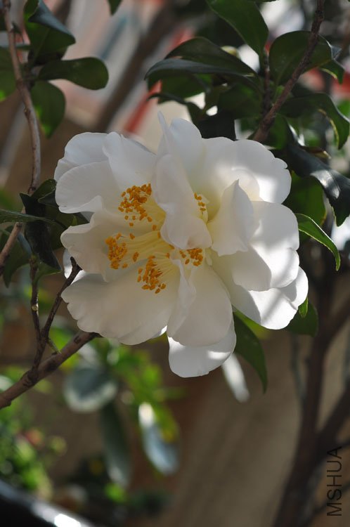 DSC_1667.JPG