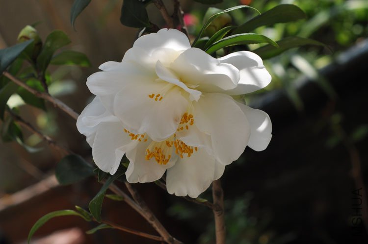DSC_1668.JPG