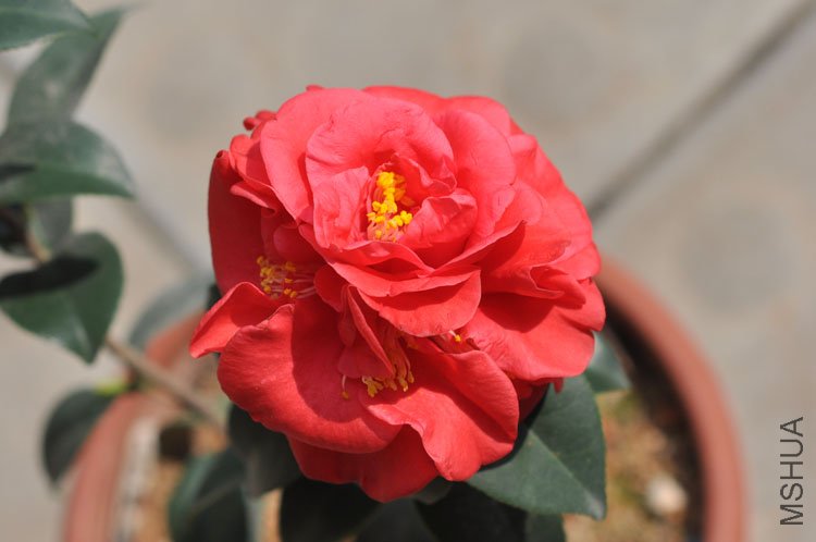 DSC_1616.JPG