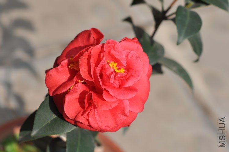DSC_1617.JPG