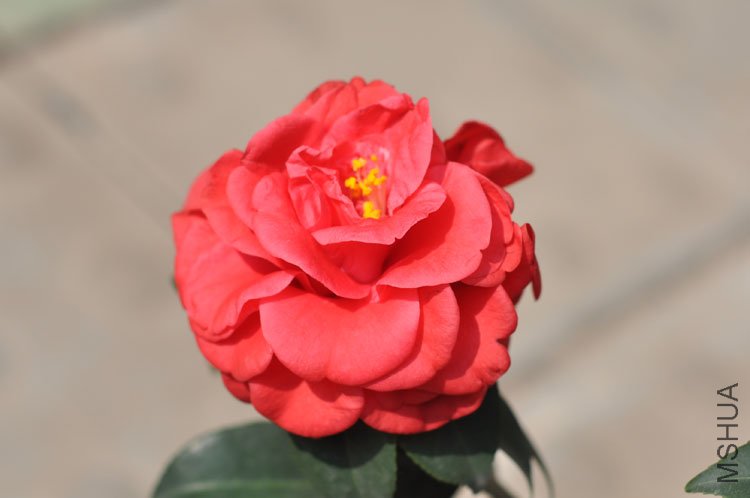 DSC_1619.JPG