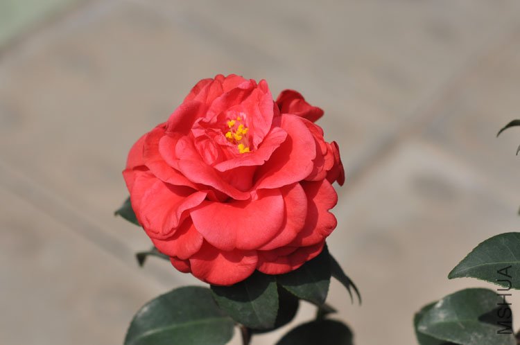 DSC_1627.JPG