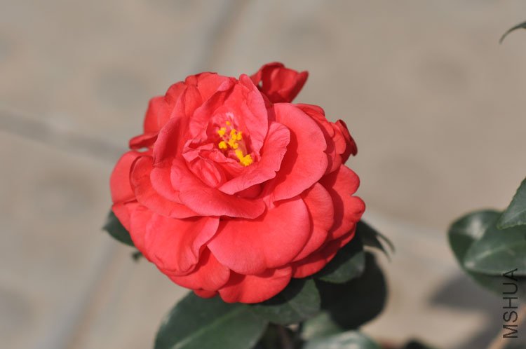 DSC_1628.JPG