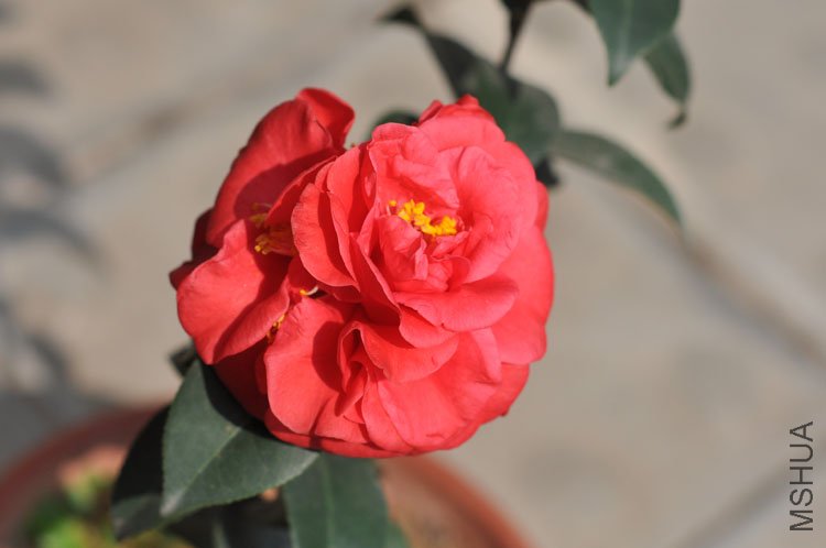 DSC_1629.JPG