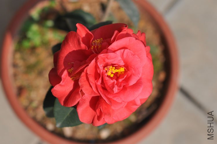 DSC_1630.JPG