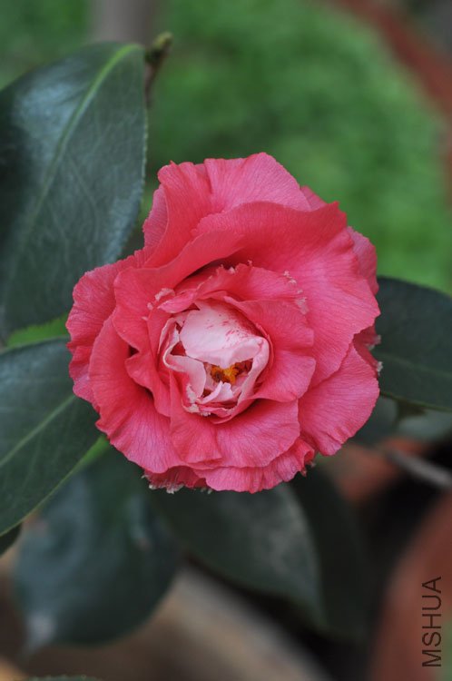 DSC_1632.JPG