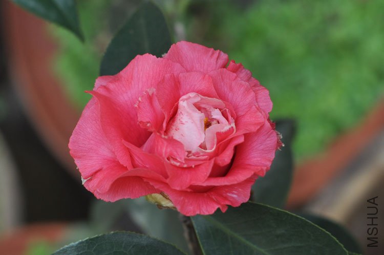 DSC_1633.JPG
