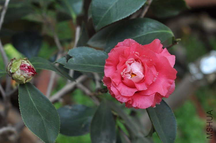 DSC_1637.JPG