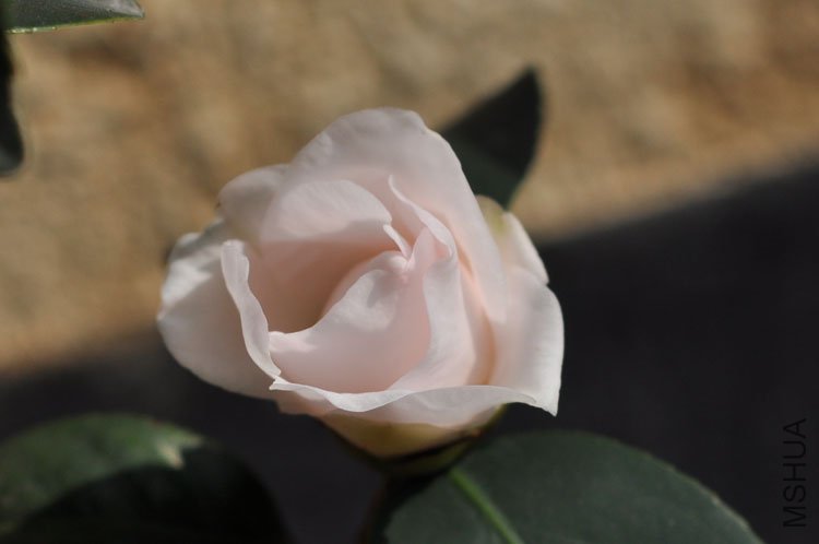 DSC_1620.JPG