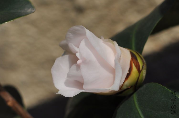 DSC_1621.JPG