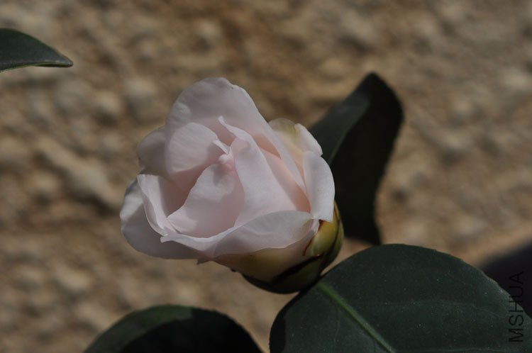 DSC_1662.JPG