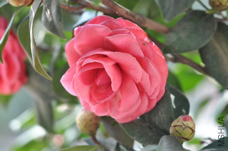 DSC_1645.JPG