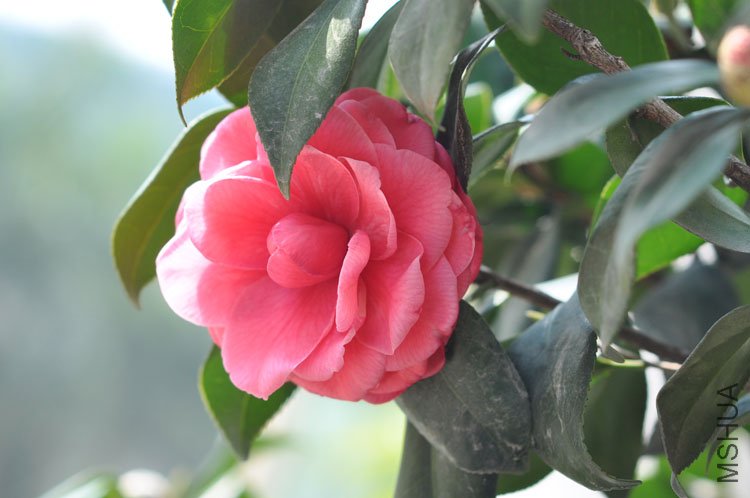 DSC_1646.JPG