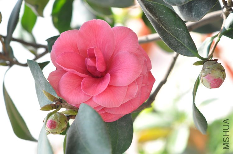 DSC_1648.JPG