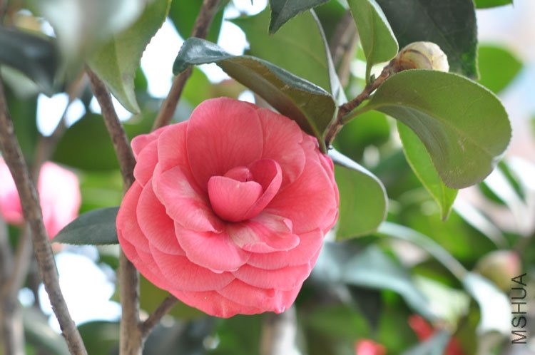 DSC_1652.JPG