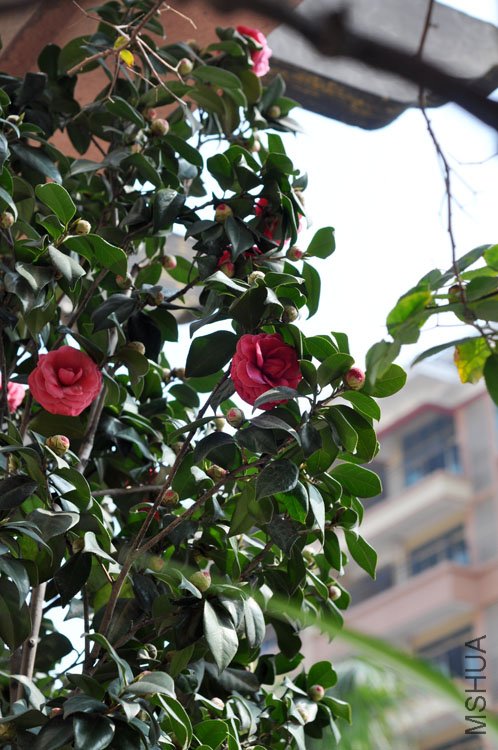 DSC_1654.JPG