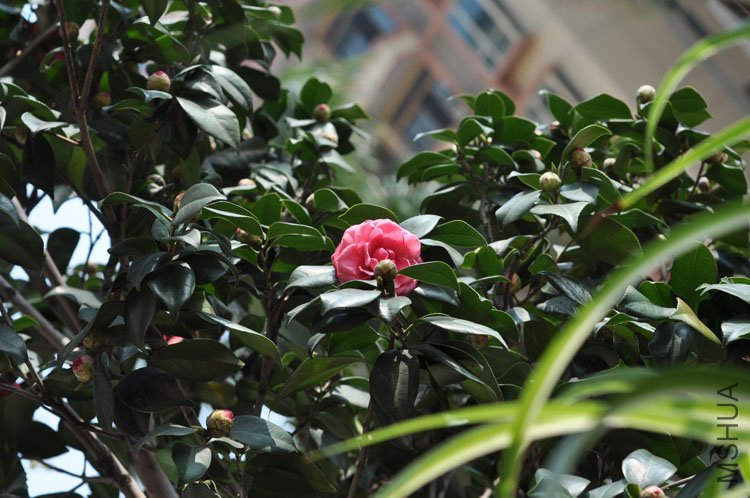 DSC_1653.JPG