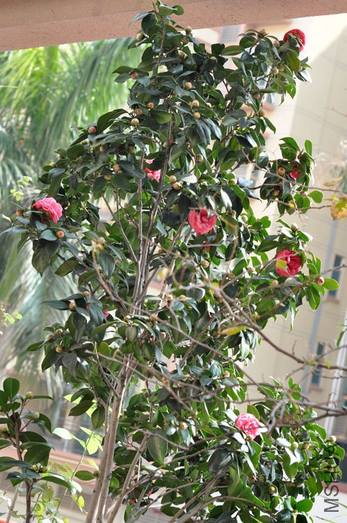 DSC_1656.JPG
