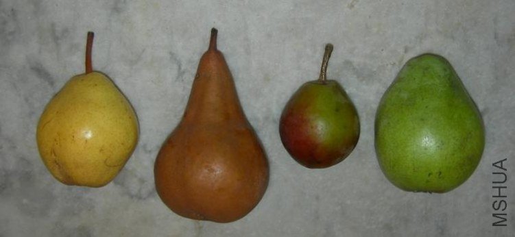 bosc1.jpg