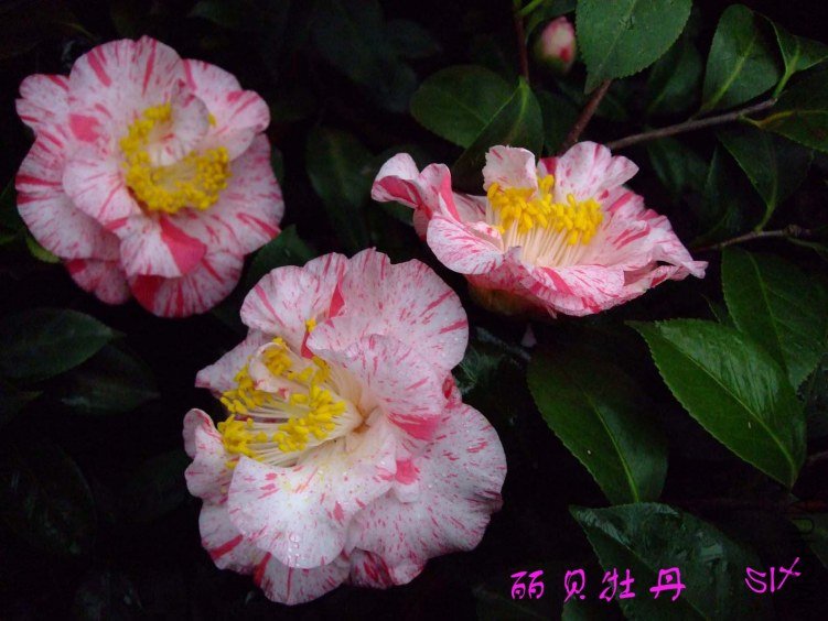 ����ĵ�� 10-3-24f(1).jpg