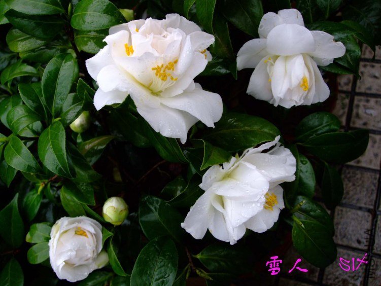 ѩ�� 10-3-22f (2).jpg