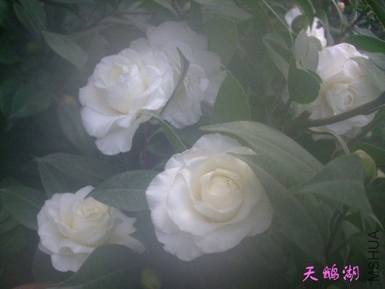 ��Ƭ2012-1-31f 01411.jpg