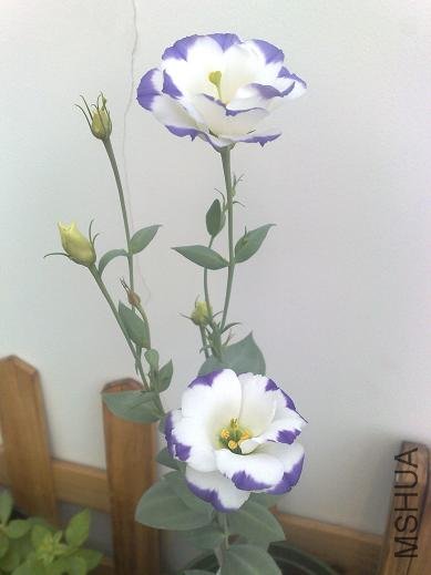 201107272580.jpg