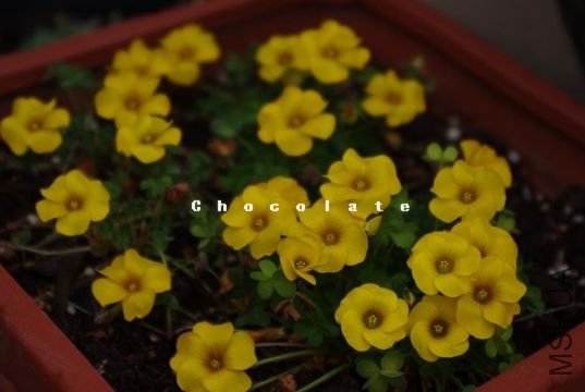 african delight2.jpg