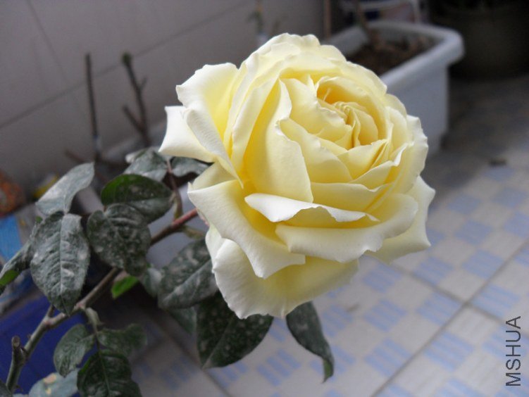 SDC12576_����.jpg