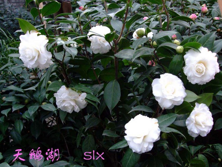 ��Ƭ2012-2-2f 02811.jpg