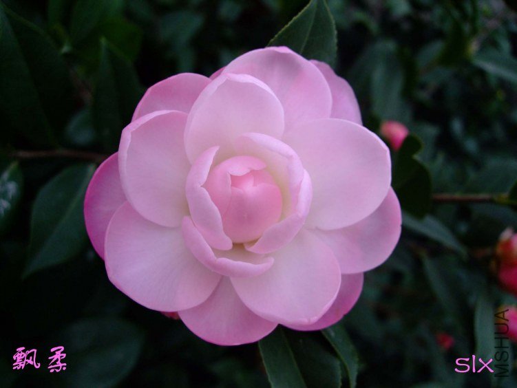 ��Ƭ2012-2-2f 03111.jpg